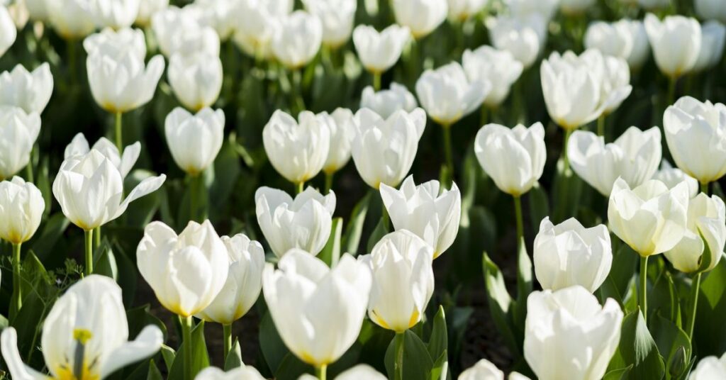 White Tulips