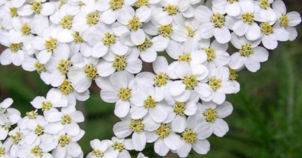 Yarrow flowers that represent loyalty