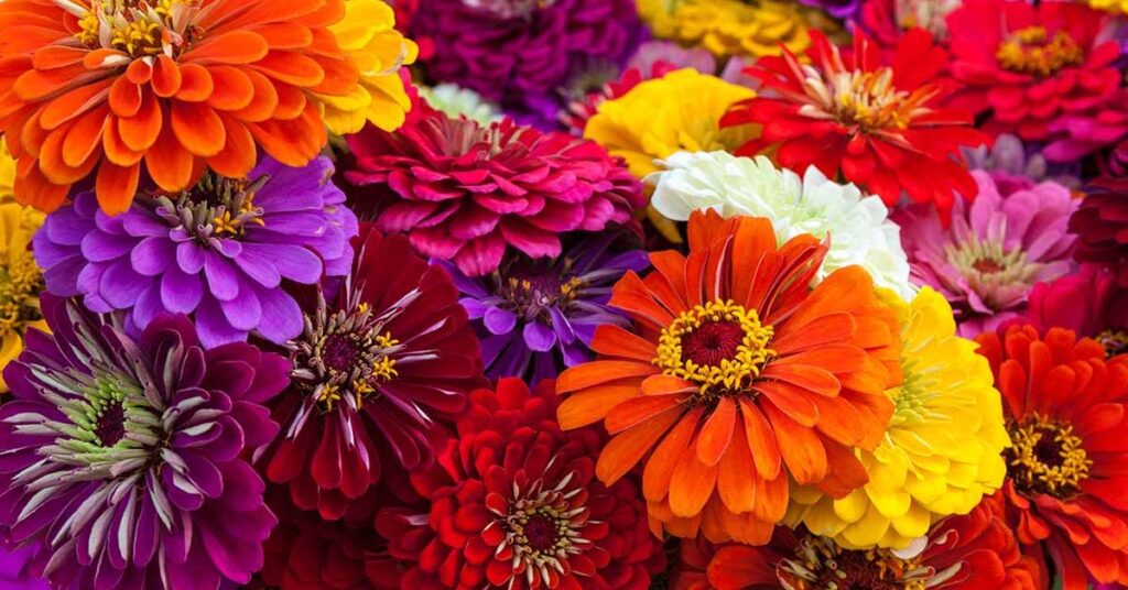 Zinnia