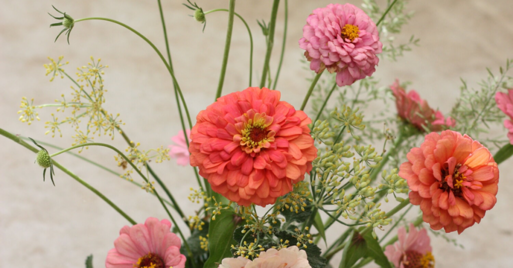 Zinnias flowers that mean I miss you