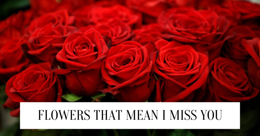 Top Heartfelt Flowers That Mean I Miss You flowers that mean I miss you
