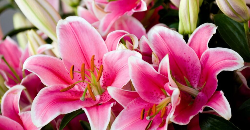 Lily