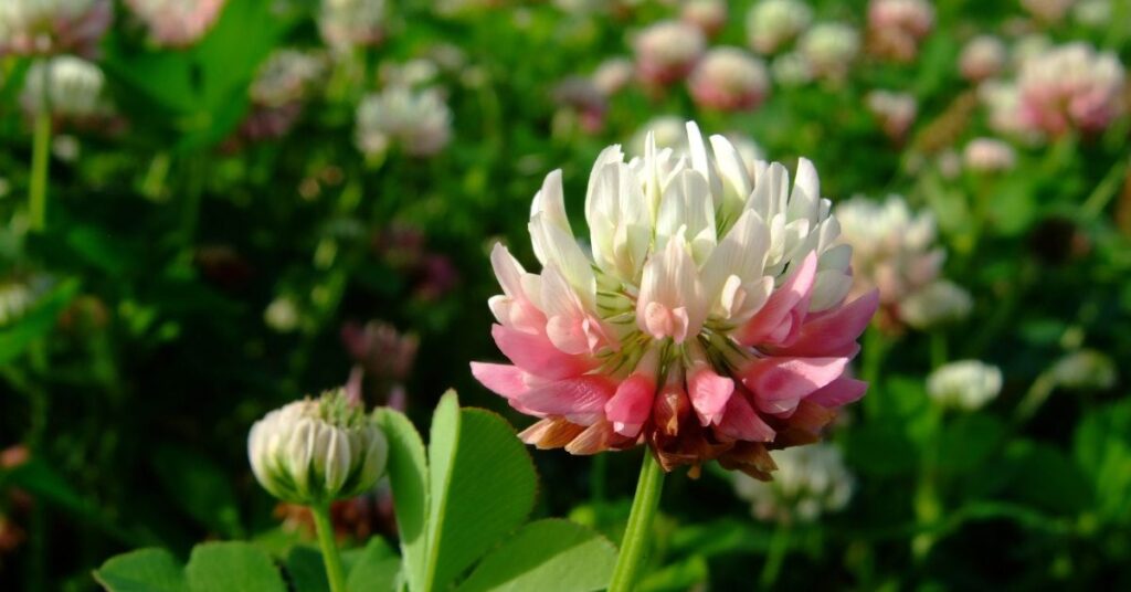 Alsike Clover