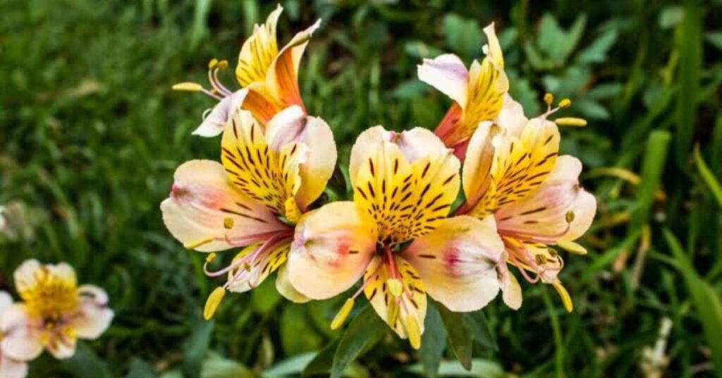 Alstroemeria