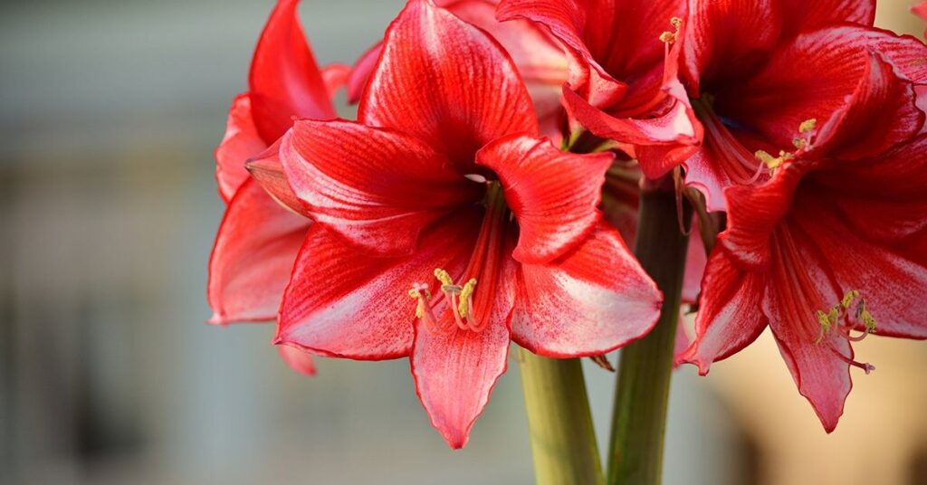 Amaryllis Flowers That Represent New Beginnings