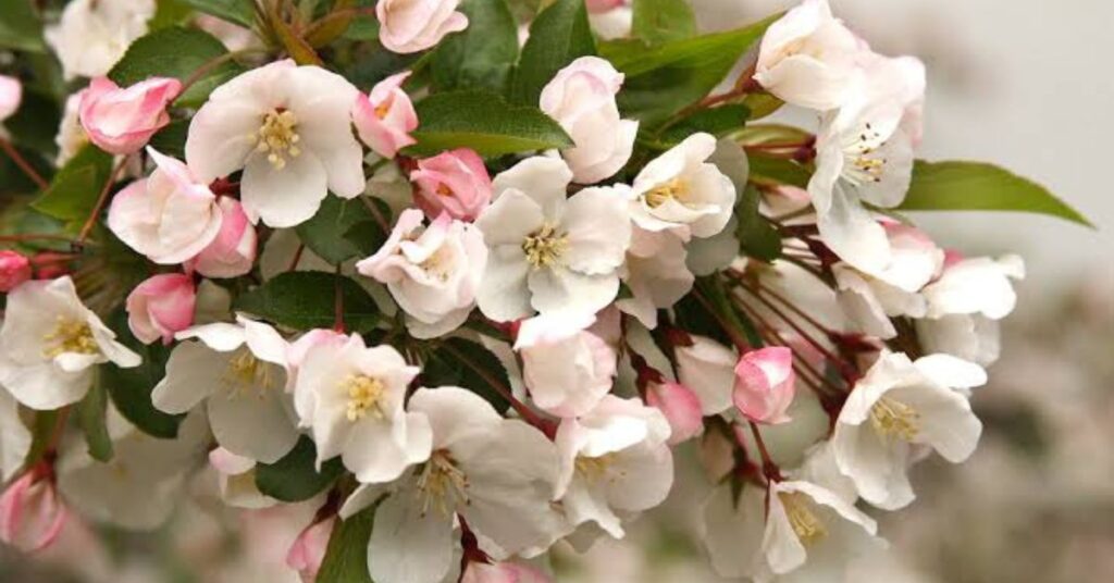 Apple Bloosom