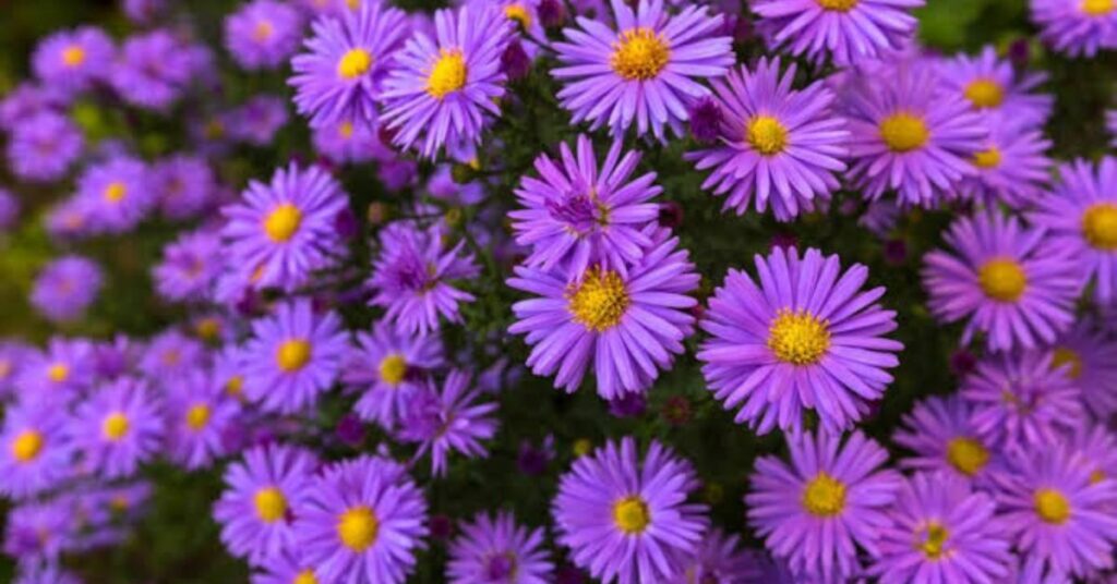 Aster