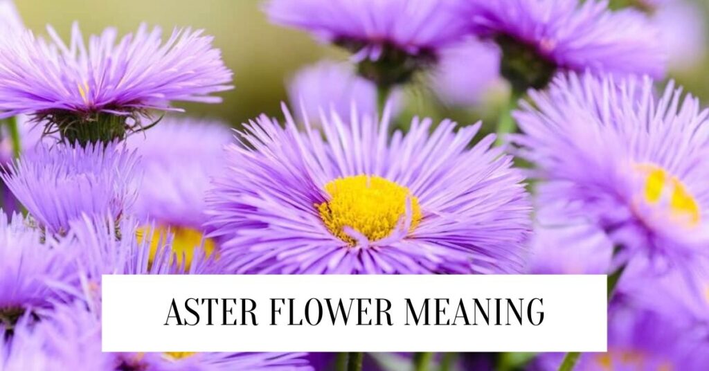 Aster Flower Meanings – Beauty, Myth, and Mystery Aster Flower Meanings