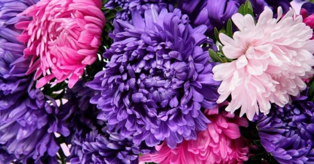 Aster Flower history