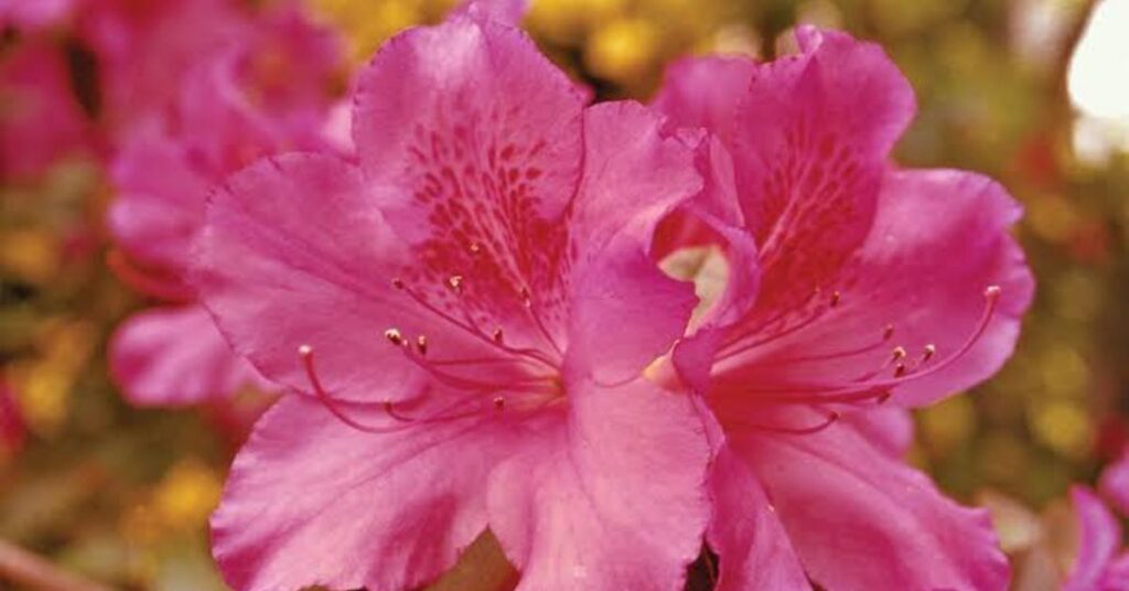 Azalea