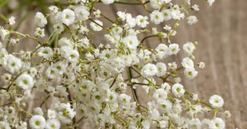 Baby's Breath