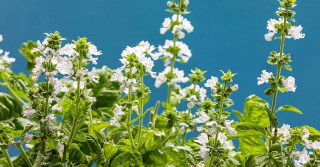 Basil