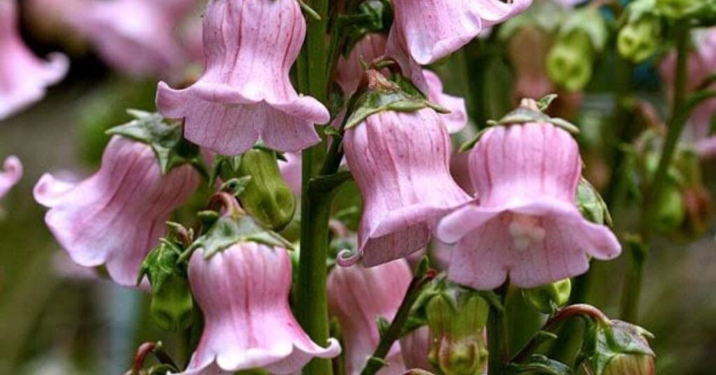Bell flower