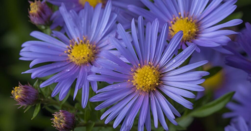 Blue Aster Flowers Meanings