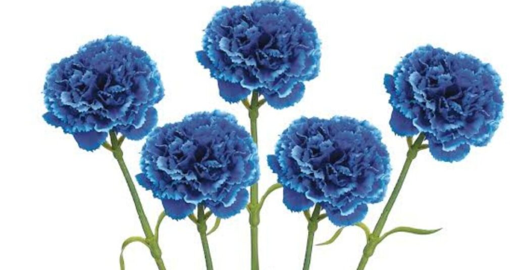 Blue Catalina