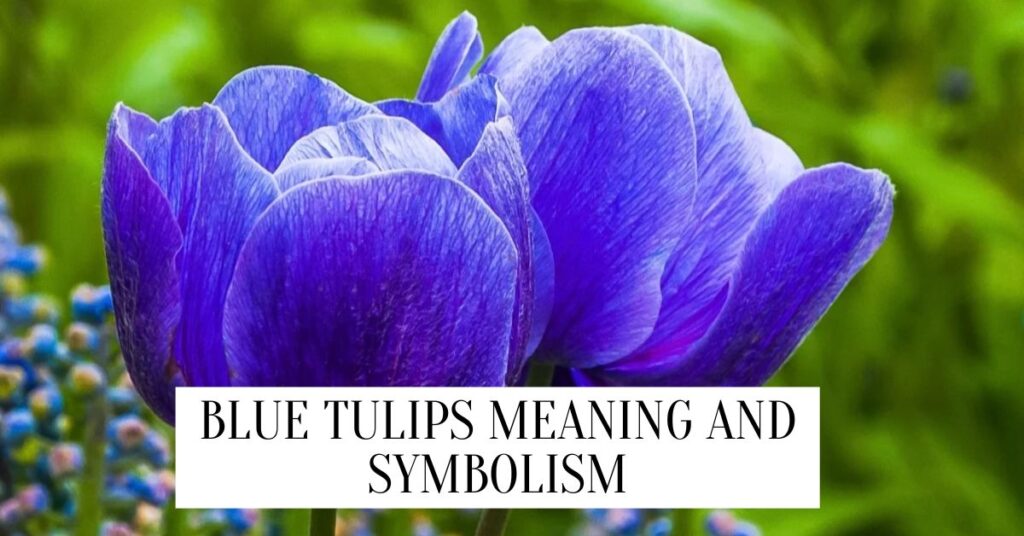 Blue Tulips Meaning And Symbolism | 2024 Blue Tulips Meaning