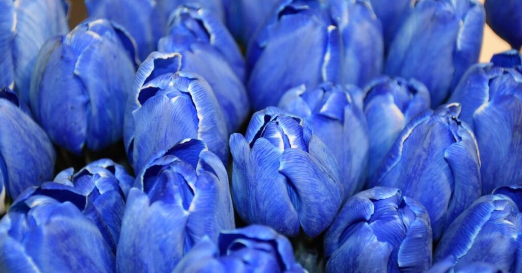 Blue Tulips Meaning Peace