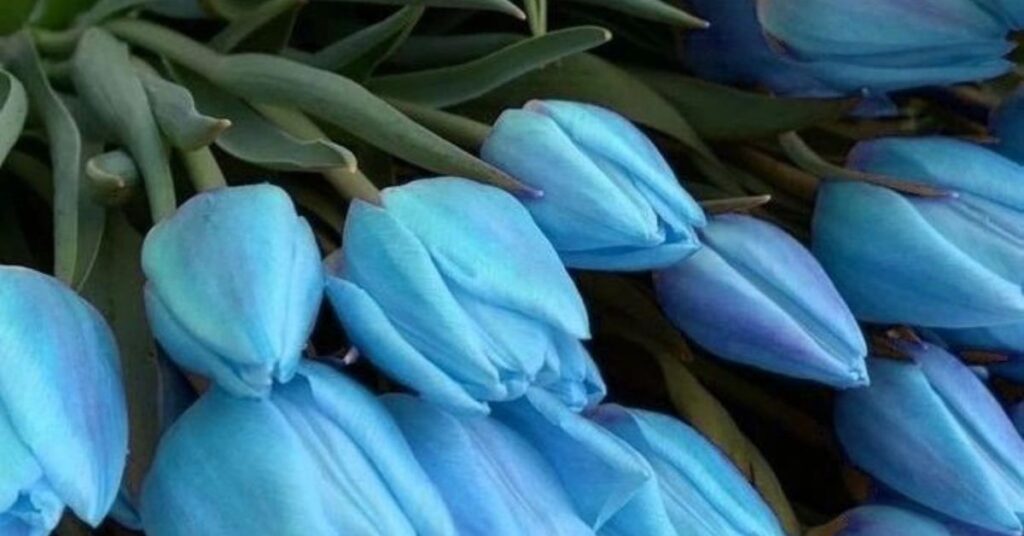 Blue Tulips symbolize Friendship