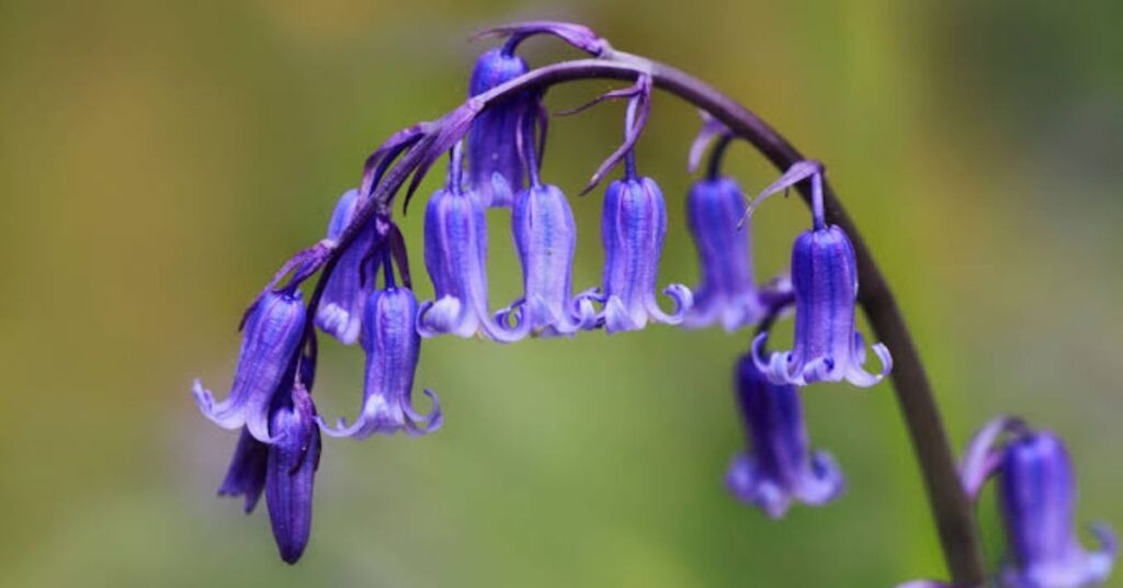 Blue bell