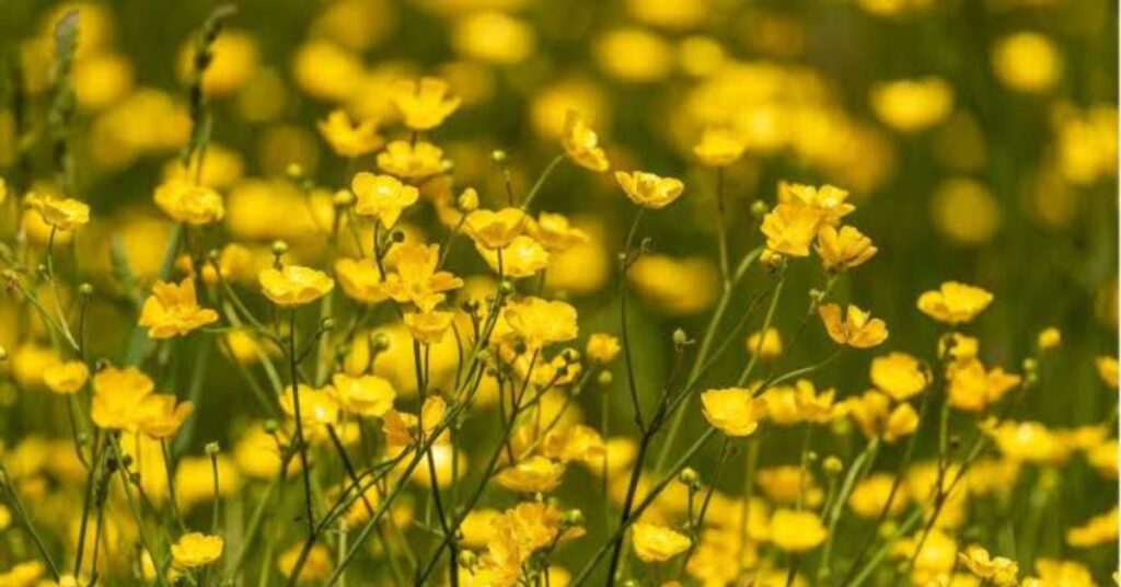 Buttercup