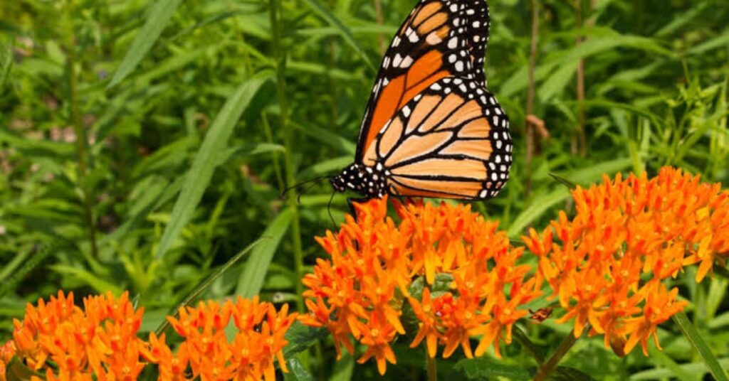 Butterfly Bush