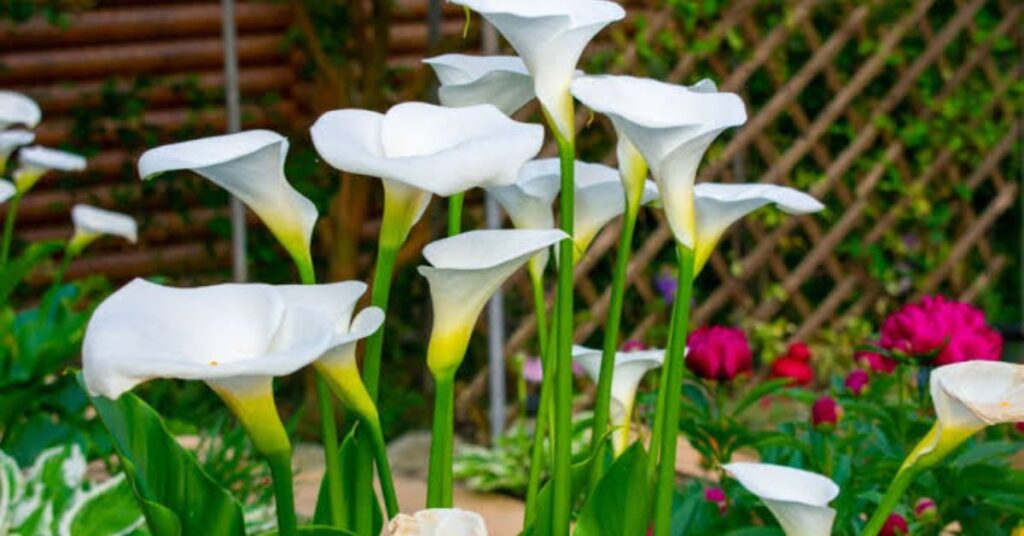 Calla Lily