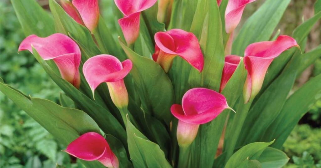 Calla Lily Flowers That Represent New Beginnings