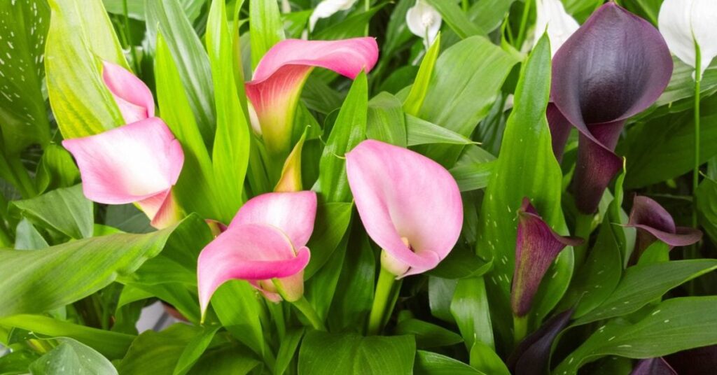 Calla lilies meaning