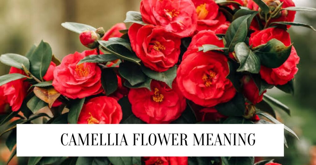Camellia Flower Meaning