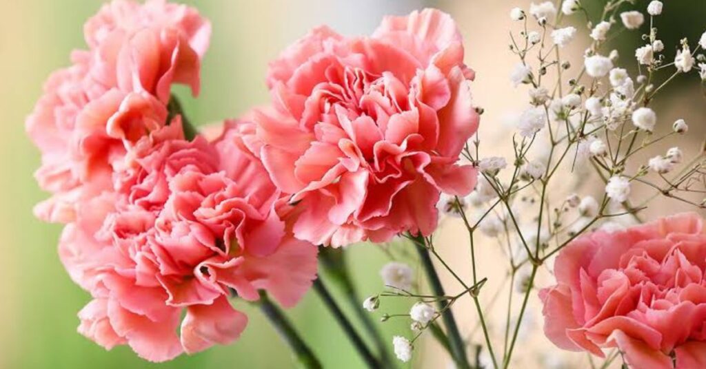 Carnations