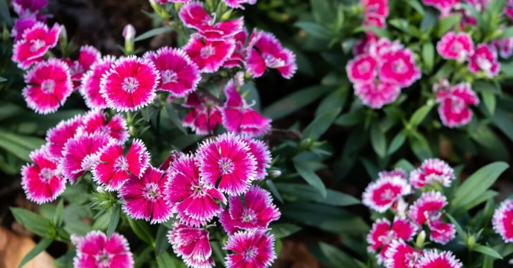 Carnation
