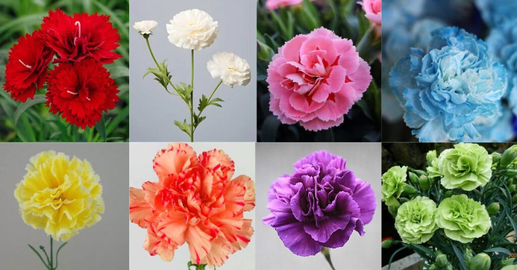 Carnation Flower Color Meaning