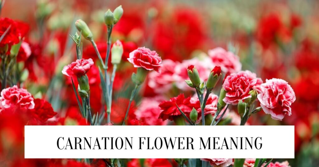 Carnation Flower Meaning And Symbolism Carnation Flower Meaning
