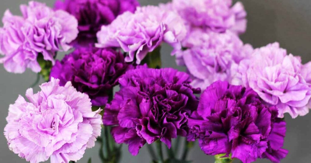 Carnation Flower Spiritual Meaning