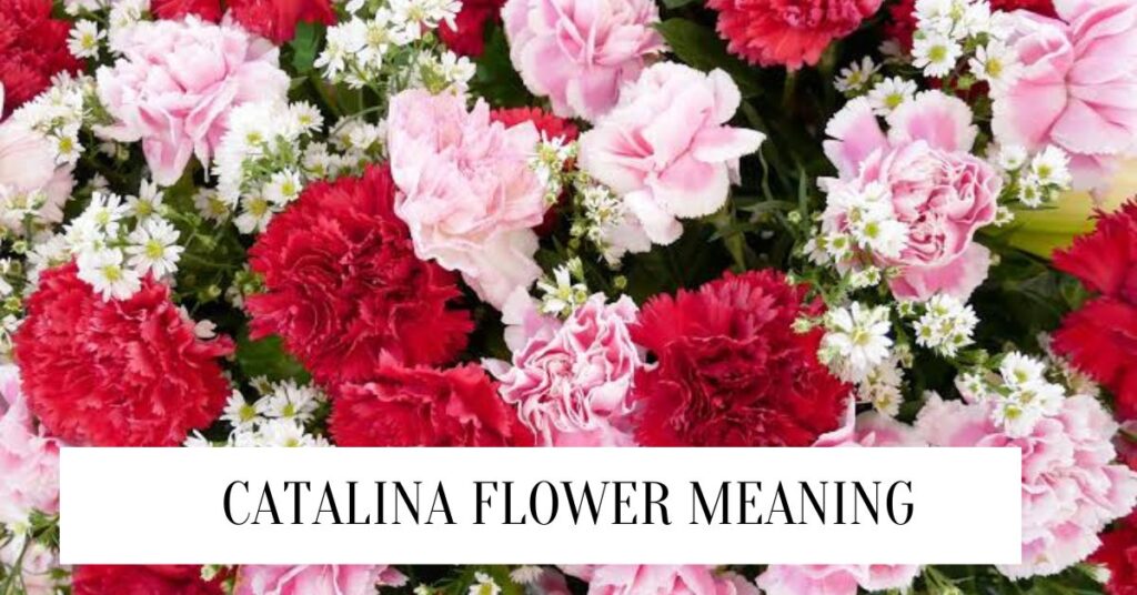 Catalina Flower Meaning