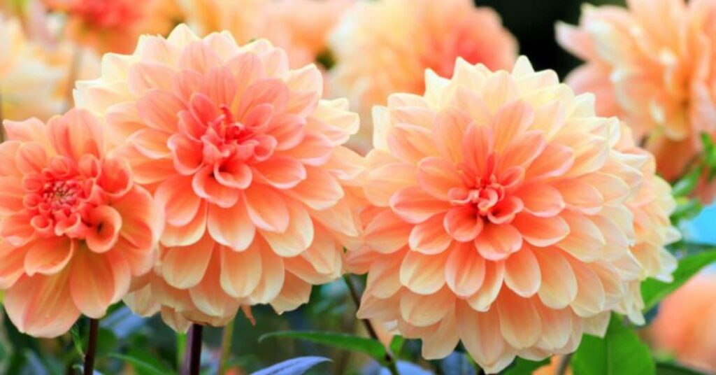 Characteristics Of Dahlias