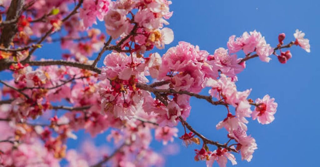 Cherry Blossoms