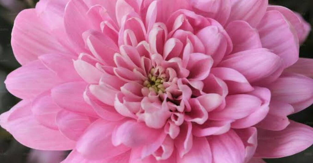 Chrysanthemum