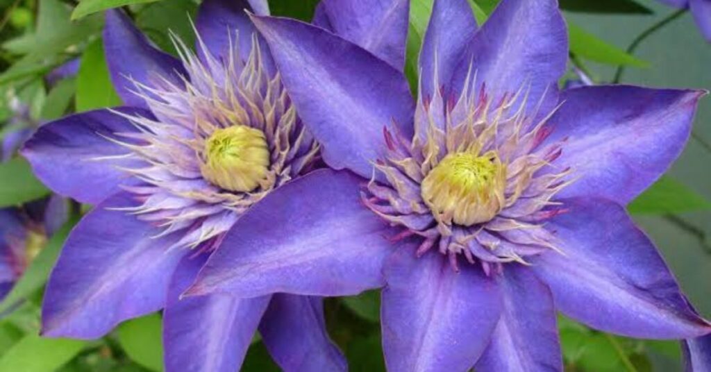 Clematis