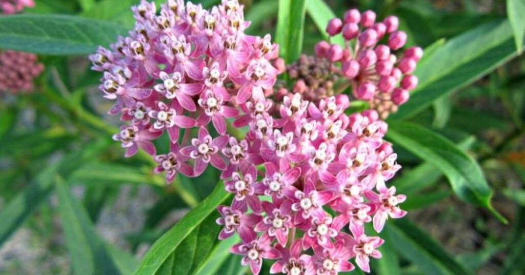 Common Milkweed