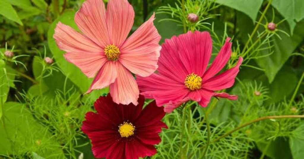 Cosmos