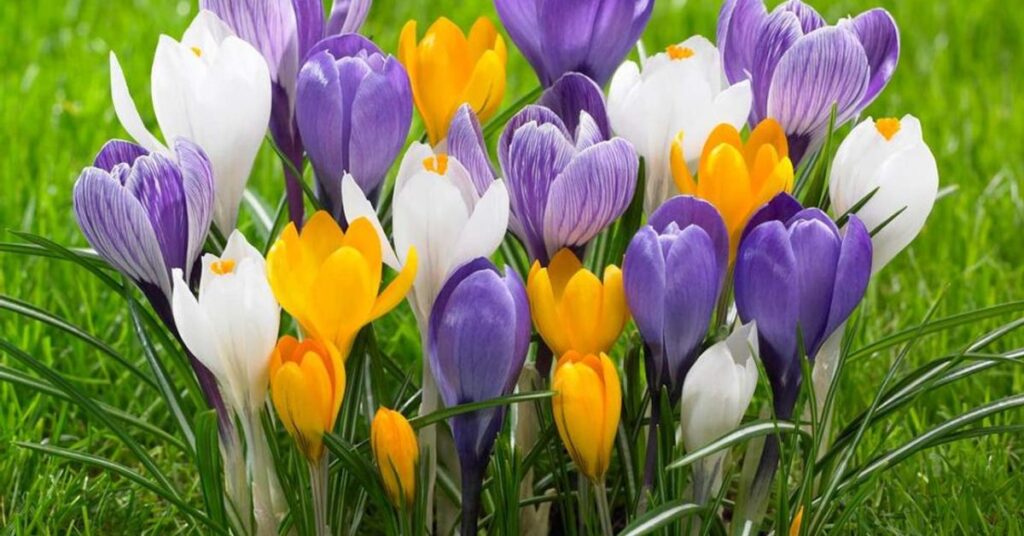 Crocus Flowers That Represent New Beginnings