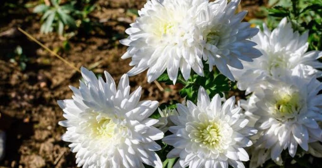 Chrysanthemum