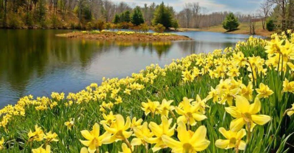 Daffodils