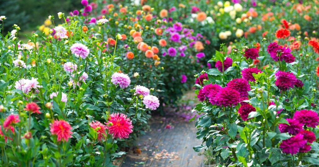 Dahlia Flower Mean
