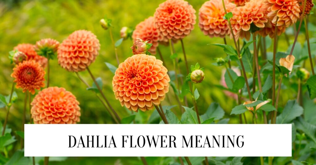Dahlia Flower Meaning And Symbolism Dahlia Flower Meaning