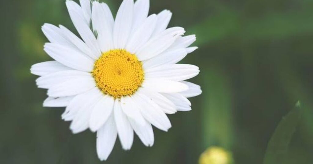 Common Daisy
