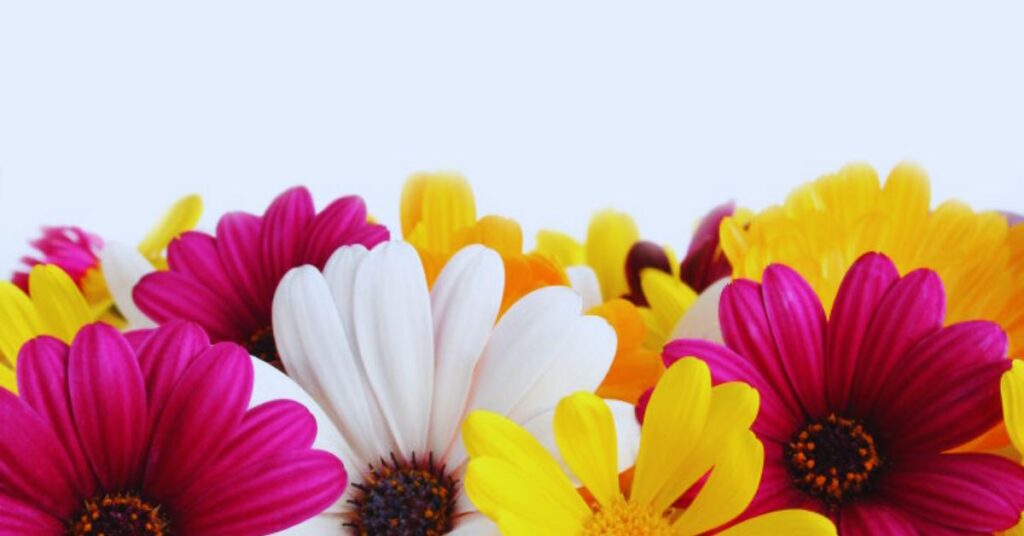 Daisies in Mythology