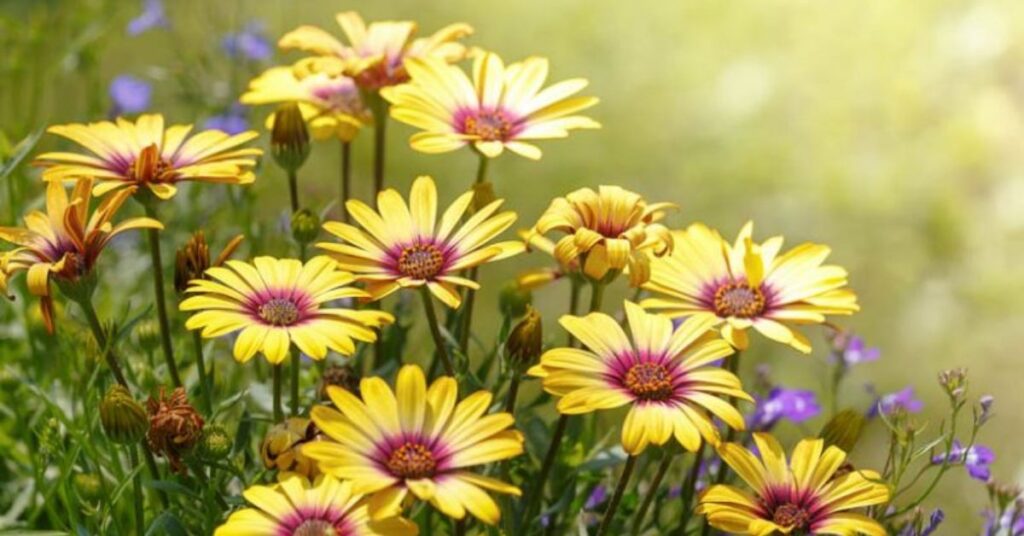 Daisy