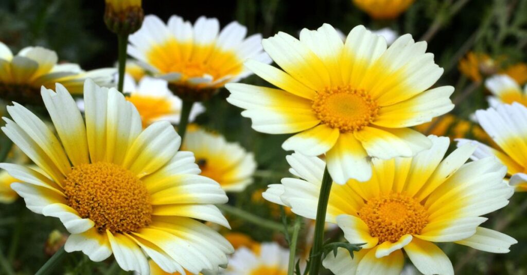 Daisy